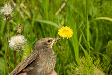 Songbird chick. Down and feathers of a young bird. Russia. Day. Spring.