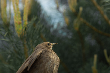 Songbird chick. Down and feathers of a young bird. Russia. Day. Spring.