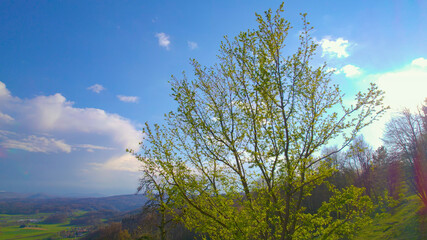 AERIAL, LENS FLARE: Bright spring sunlight shines on a blooming deciduous tree.