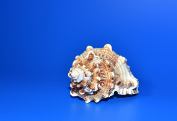 Obraz na płótnie Canvas Seashell on a blue background. Sea shells collected on tropical sandy beach from ocean. Mermaid from salt sea water for cosmetic of the spa. Seashell as nautical souvenir. Summer holiday banner