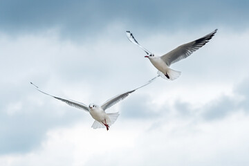 Flying seagull against a dark cloudy sky