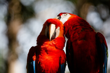 The Scarlet Macaw or Great Red Macaw is a psittaciform bird, native to the forests of Panama, Brazil, Paraguay, and Argentina. © Luis Lima Jr