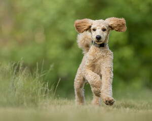 Apricot color miniature poodle puppy playing in the grass
