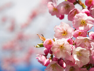 Fototapeta na wymiar Close up of cherry blossoms