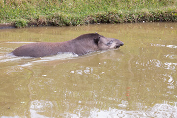 Fototapeta premium The lowland tapir, also known as tapir, is a perissodactyl mammal of the Tapiridae family and Tapirus genus. It occurs from southern Venezuela.