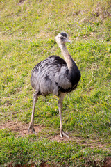 The ostrich is a flightless bird native to Africa. It is one of only two living species in the family Struthionidae, genus Struthio and order Struthioniformes, along with the Somali ostrich, recognize