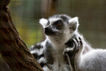 Lemur is the name given to the species of primate species that belong to the superfamily Lemuroidea or infraorder Lemuriformes, depending on the classification criteria.