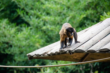 O macaco-prego-do-peito-amarelo é uma espécie de macaco-prego, um macaco do Novo Mundo, da...