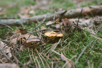 Edible Orange Chanterelle Mushrooms in the woods