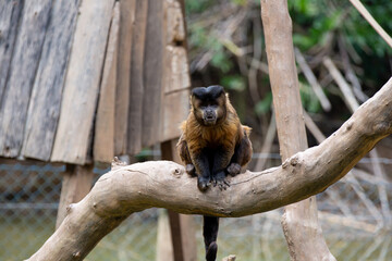 O macaco-prego-do-peito-amarelo é uma espécie de macaco-prego, um macaco do Novo Mundo, da família Cebidae.