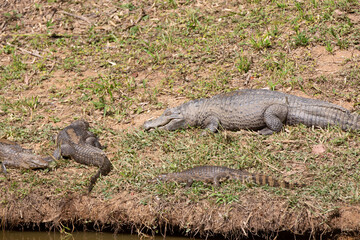 Jacaré, também chamado aligátor e caimão, são crocodilianos da família Alligatoridae, sendo muito parecidos com os crocodilos, dos quais se distinguem pela cabeça mais curta e larga.