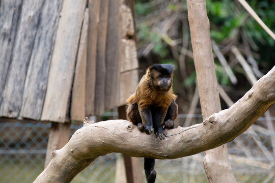 Macaco-prego na árvore sorrindo Stock Photo