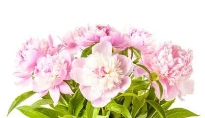 Bouquet of beautiful pink peonies flowers isolated on white background