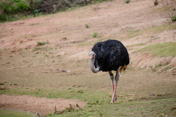 The ostrich is a flightless bird native to Africa. It is one of only two living species in the family Struthionidae, genus Struthio and order Struthioniformes, along with the Somali ostrich, recognize