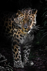 Far Eastern, Amur leopard in the night forest Lost thicket of the forest powerful animal in front of full face black