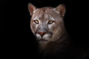 Perplexedly wide eyes looking ahead a strong puma on a black background head