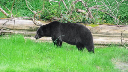 Black bear in the nature. The view on the male bear eating the grass. 