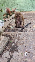 Sad Monkey on a chain and in a collar sits on the ground. Battambang. Cambodia. South-East Asia	