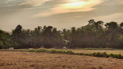View of the field and tropical vegetation on the outskirts of Battambang. Cambodia. South-East Asia	