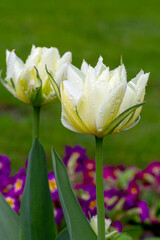 Beautiful flower of spring white tulip with drops of rains on petals, close up