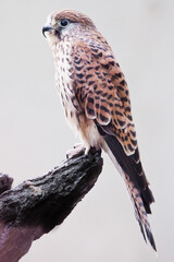 gyrfalcon sitting on a stump close-up white