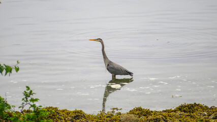 Heron on the beach. The view on the bird walking in the sea.         