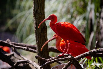 The red guará is a pelecaniform bird in the family Threskiornithidae. It is also known as íbis-escarlate, guará-vermelho, guará-rubro and guará-pitanga. 