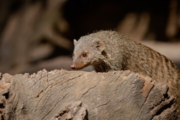 The banded mongoose is a species of mongoose native to the Sahel to southern Africa. It lives in savannas, open forests, and grasslands and feeds mainly on beetles and millipedes.