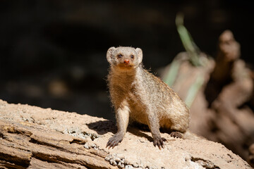 Naklejka na ściany i meble The banded mongoose is a species of mongoose native to the Sahel to southern Africa. It lives in savannas, open forests, and grasslands and feeds mainly on beetles and millipedes.