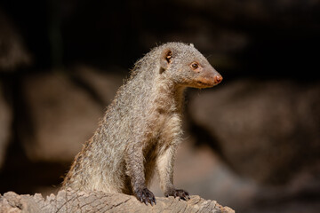 The banded mongoose is a species of mongoose native to the Sahel to southern Africa. It lives in savannas, open forests, and grasslands and feeds mainly on beetles and millipedes.