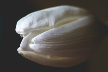 White Tulip Close Up