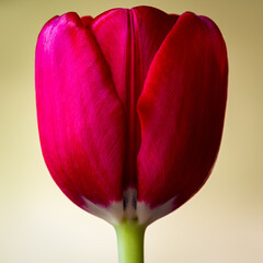 Red Tulip 