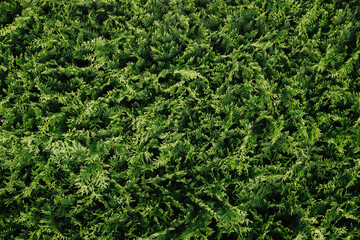 Green coniferous bush.Thuja hedge texture. American Arborvitae plant pattern. Evergreen Thuja...