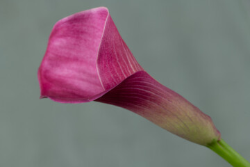Pink Calla Lilly