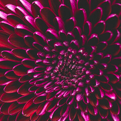 Purple Chrysanthemum Close up