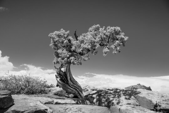Twisted Pine Tree in high desert black and white