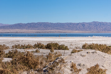 USA, CA, Salton Sea - December 28, 2012: Salty sand NW shoreline with bird colonies on the blue water under lighter blue sky, and mountains on the horizon. Brown shrubs in front.