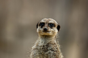 suricate