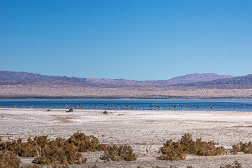 USA, CA, Salton Sea - December 28, 2012: Flocks of birds gather in the dark blue water on white salty sand of NW shoreline under blue sky with mountains on horizon and shrubs in front.