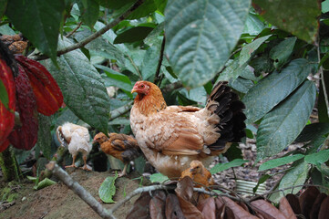 wild hens in the Ecuadorian Amazon