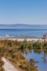 USA, CA, Salton Sea - December 28, 2012: Portrait of scenery on NW shoreline with a creek and green and brown shrub, blue water, white pelicans and other birds under light blue sky.