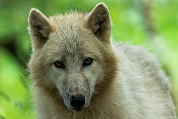 Fototapeta premium loups