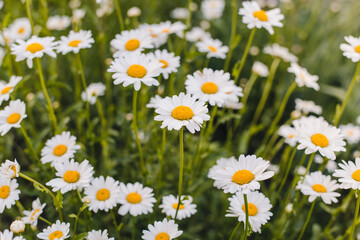 Fototapeta premium field chamomile, medicinal chamomile, chamomile field 