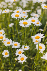 Fototapeta premium field chamomile, medicinal chamomile, chamomile field 