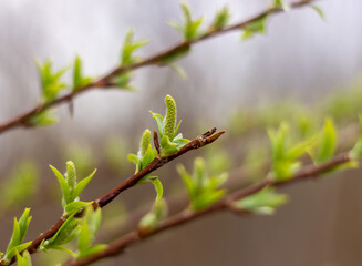 willow branch