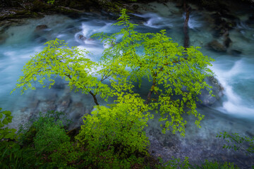 Naklejka na ściany i meble Long exposure photo of water flowing in Slovenian gorge