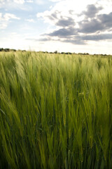 Wheat field, green wheat. Green wheat field landscape. 