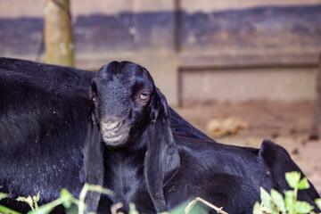 A baby goat is sitting next to its mother and looking at it in amazement.