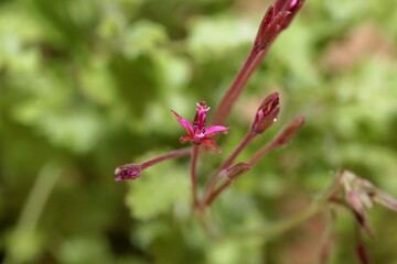 Flower of the geranium species, Pelargonium aspedifolium