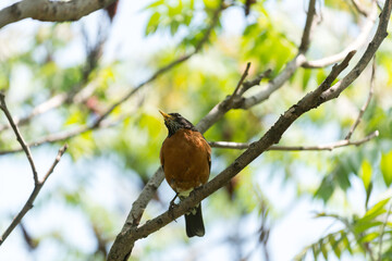 robin on a branch under the shade